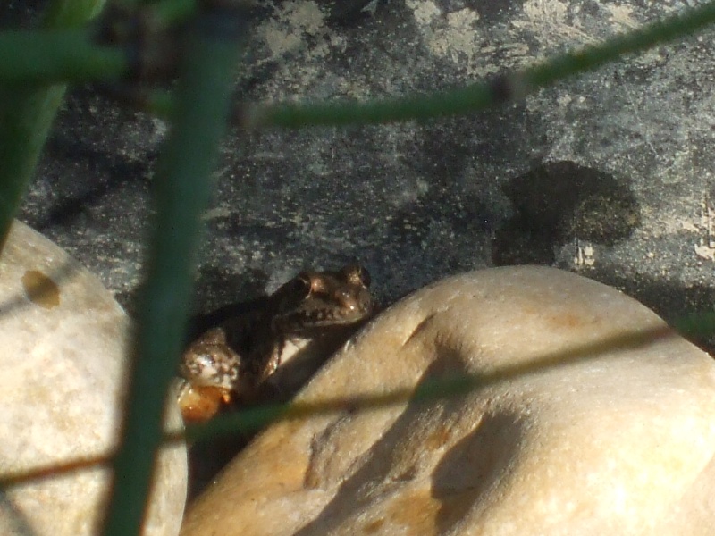 Les grenouilles dites "vertes", genre Pelophilax. Photo_19