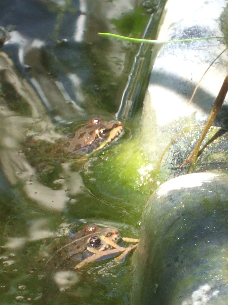 Les grenouilles papotent... Photo_23