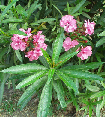 piante medicinali Oleand10