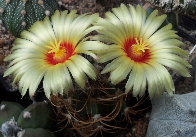 Astrophytum - Seite 3 20130716