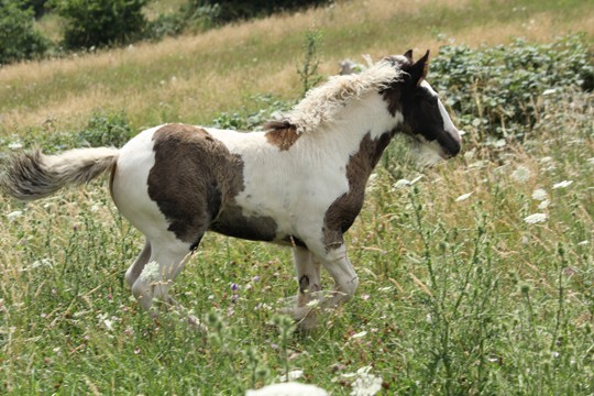 Dalma du Pré d'Iliade: des nouvelles (news photos) 411210