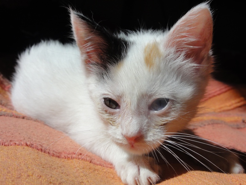 Dpt 48 - Vénus - Chatonne de 2 mois - Tricolore aux yeux vairons - Adoptée ! Chaton20