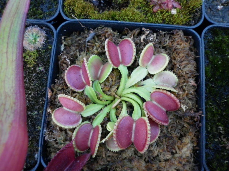 dionaea "coquillage" P2010817