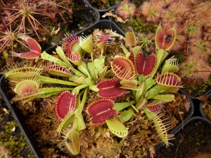Dionaea "Trichterfalle" / "Funnel Trap" P2010819