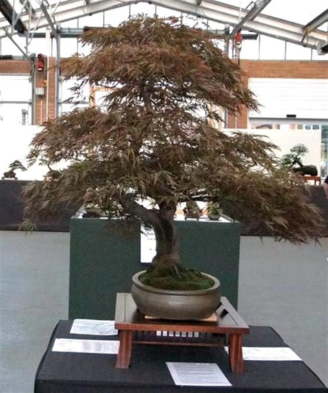 Wirral Bonsai Society Annual Members Show Result 2012 Dscf2513