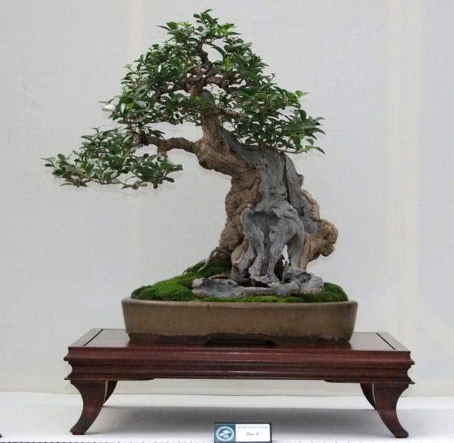 Wirral Bonsai Society Annual Members Show Result 2012 Dscf2517