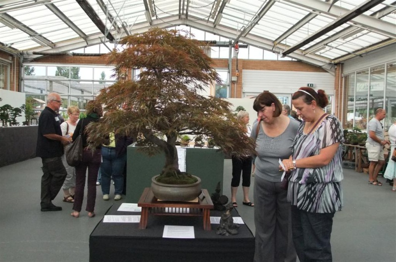 Wirral Bonsai Society Annual Members Show Result 2012 Dscf2715