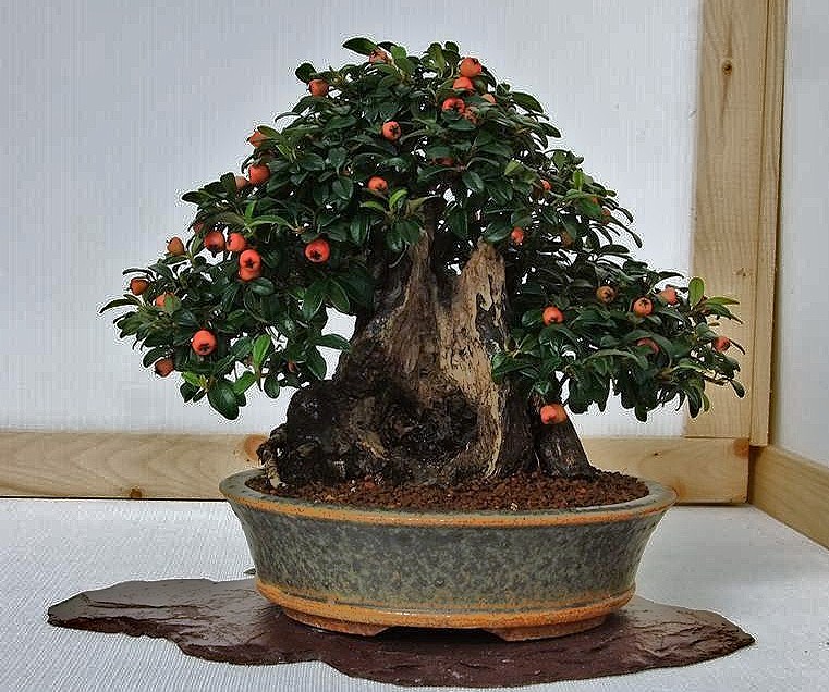 Wirral Bonsai Society Annual Members Show Result 2012 Dscf3016