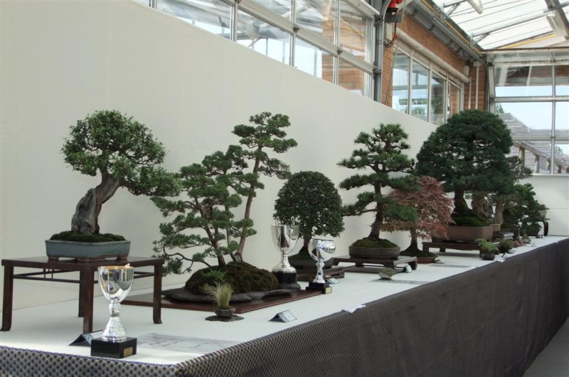 Wirral Bonsai Society Annual Members Show Result 2012 Dscf3311