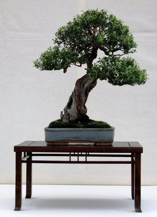 Wirral Bonsai Society Annual Members Show Result 2012 Ian_s_12