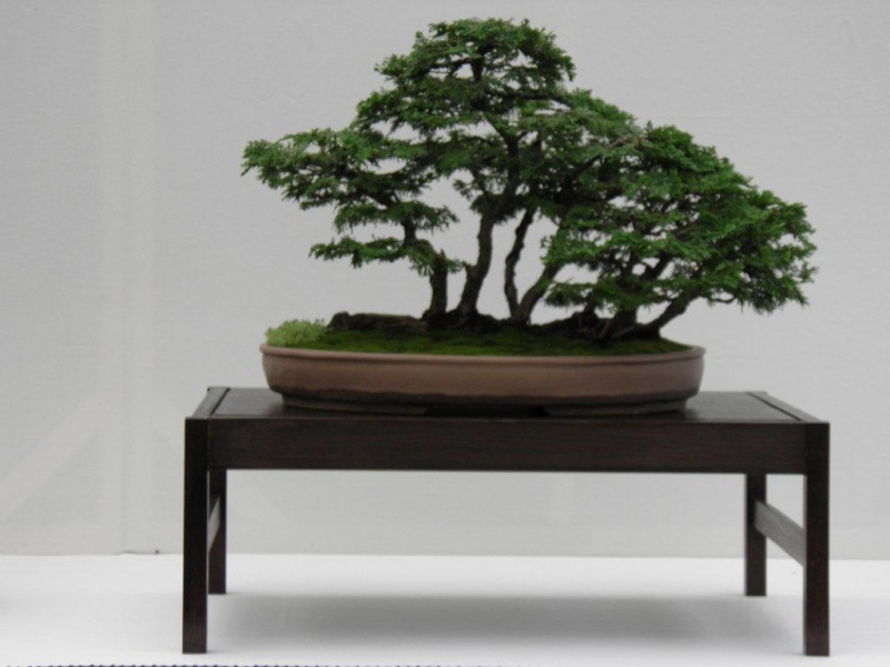 Wirral Bonsai Society Annual Members Show Result 2012 Wirral10