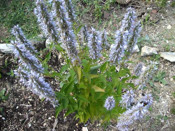 Agastache Black Adder Agatas10