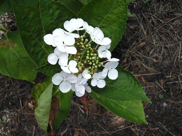 Hydrangéa Macrophylla Libelle Hydran15