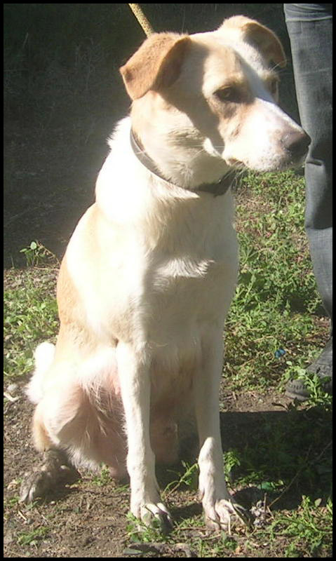 HOMELETTE croisée labrador sable Homele11