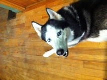 ** Update- Adopted** 4 year old male husky in Montreal needs home. Mail110