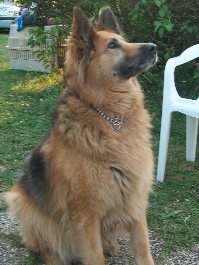 LOLA type Berger allemand 7 ans 100_0510