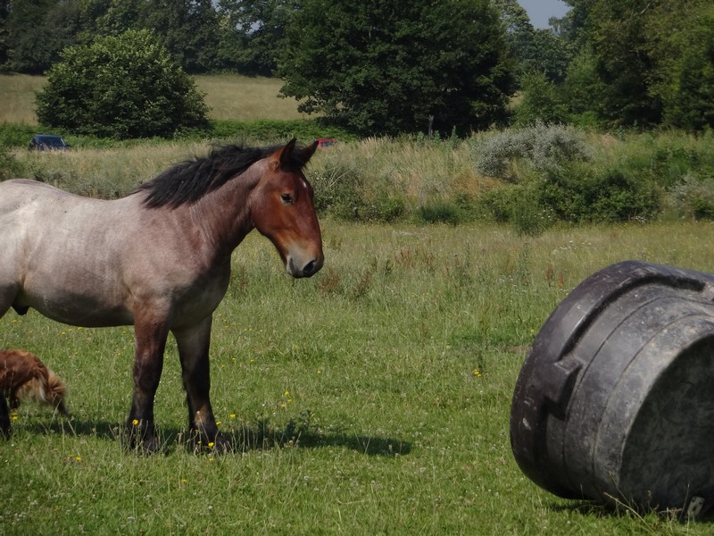 Dpt 23 - Cabalo de Menoire - Ardennais PP - Adopté par Janine (2012/Juin 2014) Dsc07823