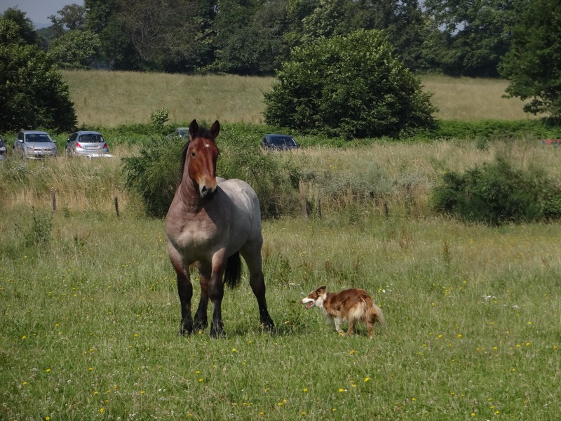 Dpt 23 - Cabalo de Menoire - Ardennais PP - Adopté par Janine (2012/Juin 2014) Dsc07824