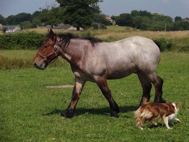 Dpt 23 - Cabalo de Menoire - Ardennais PP - Adopté par Janine (2012/Juin 2014) Dsc07911