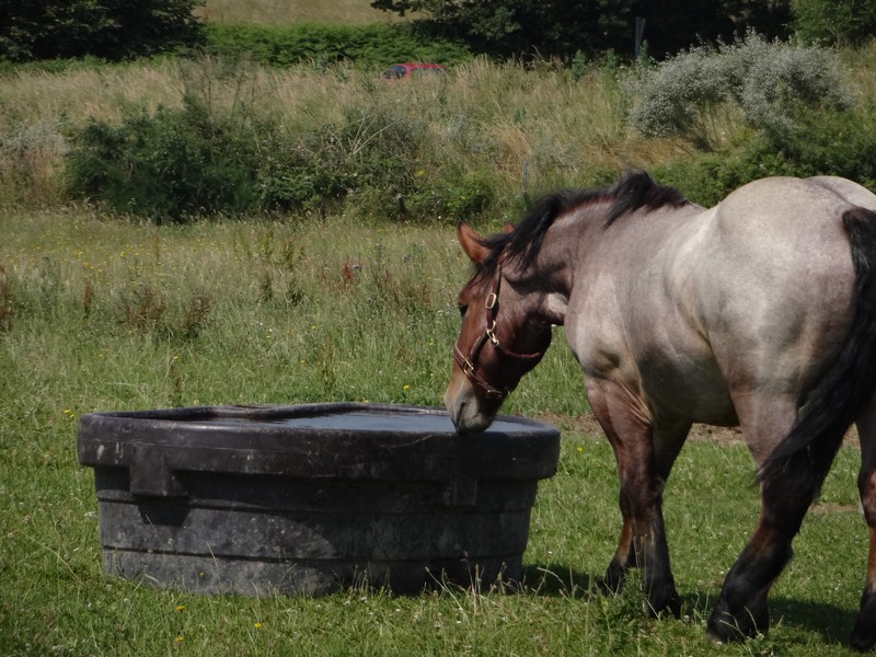 Dpt 23 - Cabalo de Menoire - Ardennais PP - Adopté par Janine (2012/Juin 2014) Dsc07912