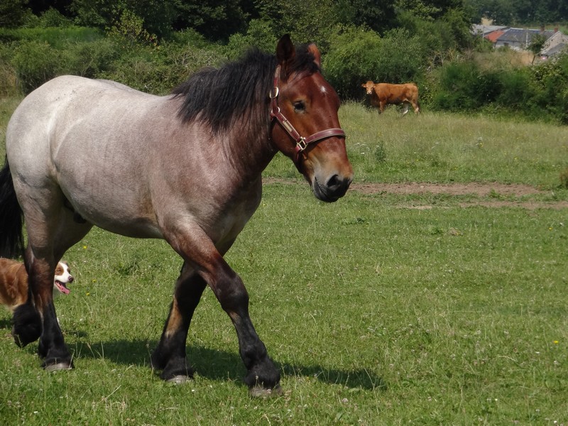 Dpt 23 - Cabalo de Menoire - Ardennais PP - Adopté par Janine (2012/Juin 2014) Dsc07913