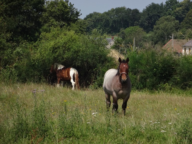Dpt 23 - Cabalo de Menoire - Ardennais PP - Adopté par Janine (2012/Juin 2014) Dsc07915