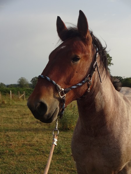 Dpt 23 - Cabalo de Menoire - Ardennais PP - Adopté par Janine (2012/Juin 2014) Dsc08414