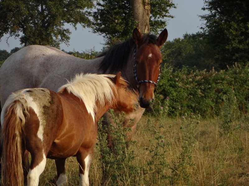 Dpt 23 - Cabalo de Menoire - Ardennais PP - Adopté par Janine (2012/Juin 2014) Dsc08417