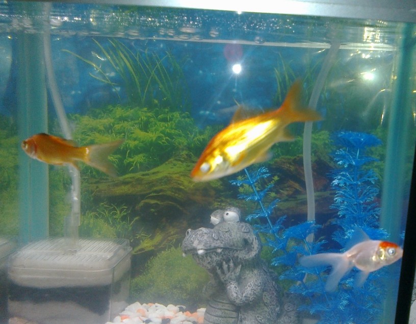 3 goldfish free to good home 25092010