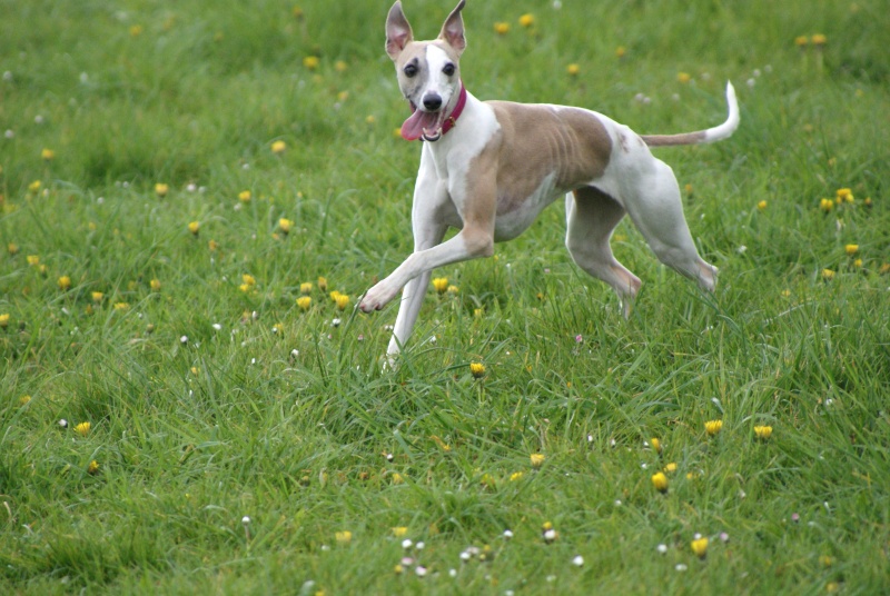 nos animaux faites nous les connaitre Dsc05712