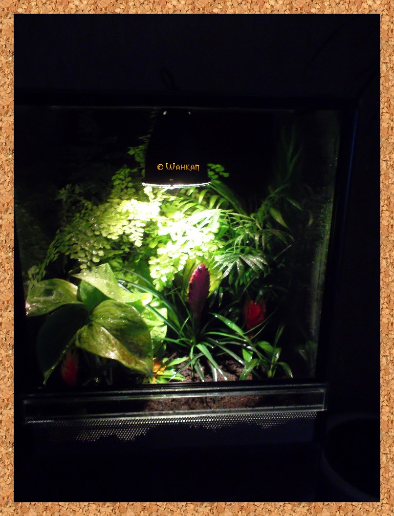 Tuto : Faire un terrarium naturel 13_pla10