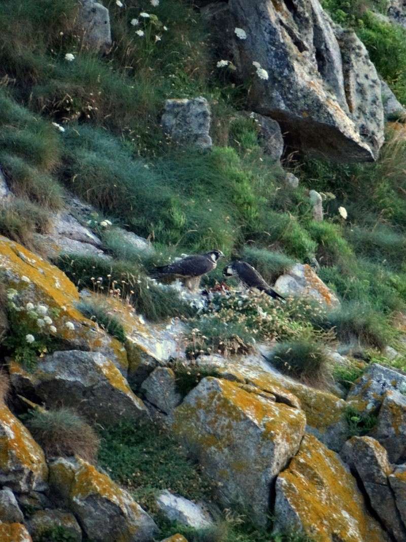 Scène de crime à la pointe du raz - Page 2 10511