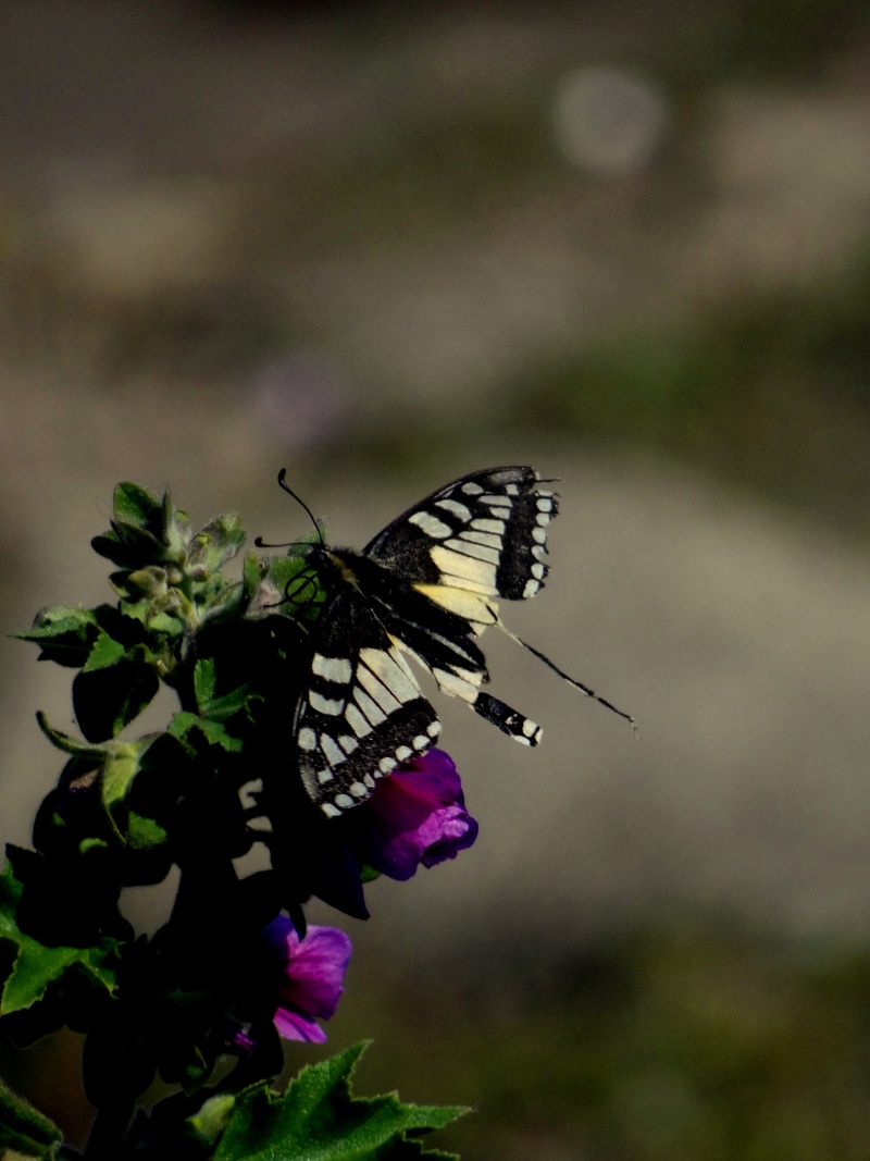 machaon défoncé 23510