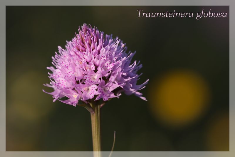 Traunsteinera globosa  ( Orchis globuleux ) Img_3111