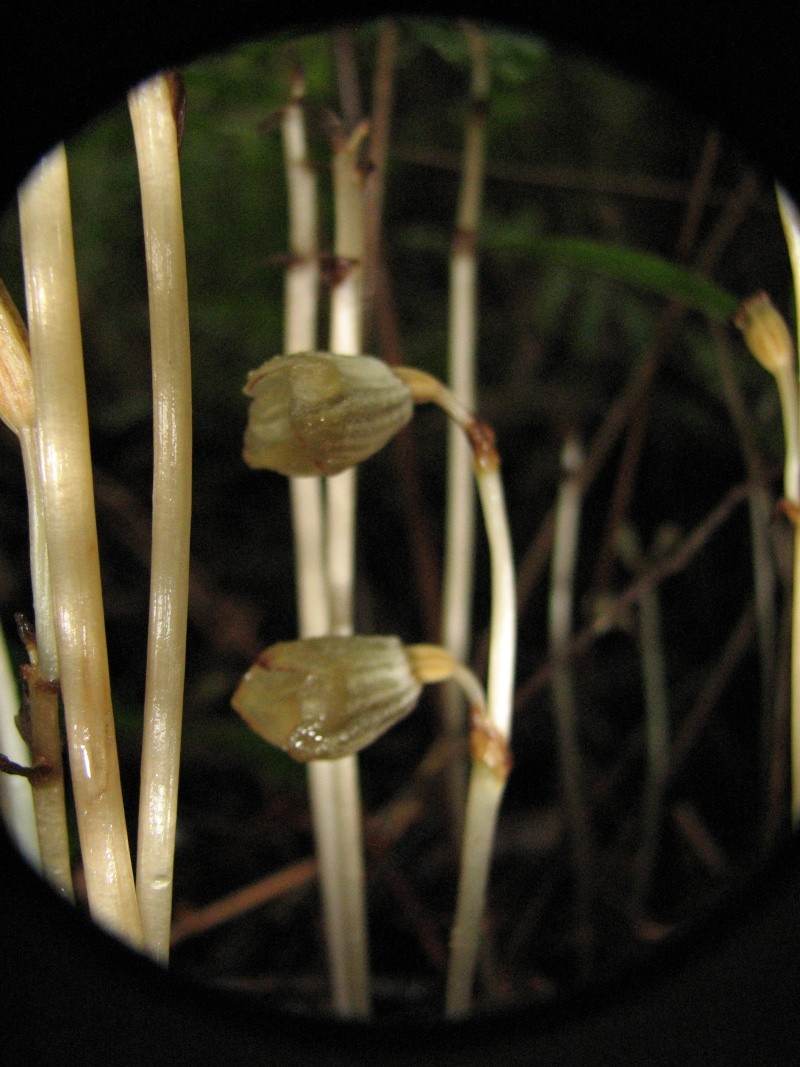 Gastrodia similis et Disperis oppositifolia Img_7014