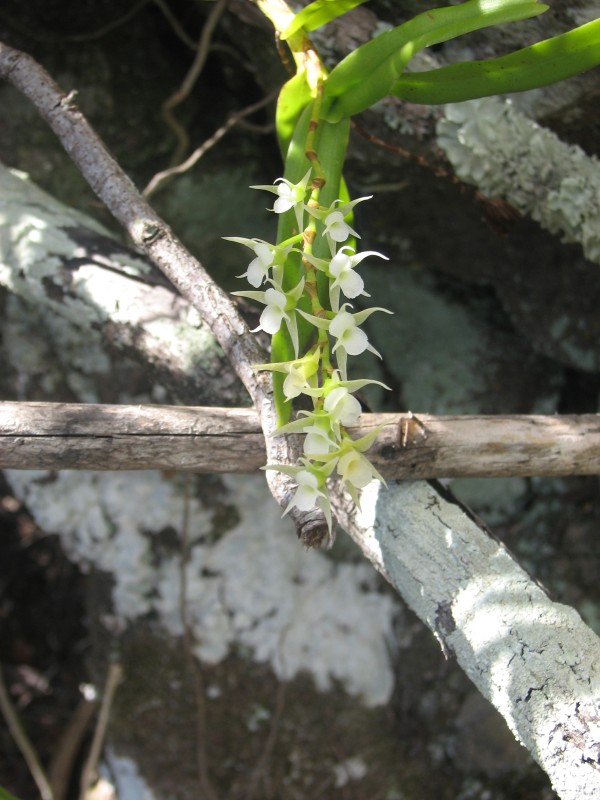 sortie oeoniella polystachys; le groupe réunionnais s'étoffe Orchid15
