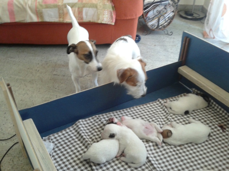cuccioli - Cuccioli di Luna...crescono 2012-011
