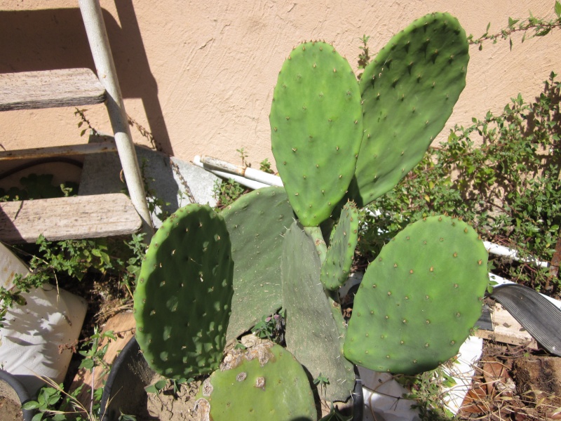 opuntia Img_0712