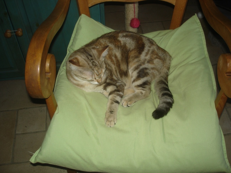 Noisette (ex Grenouille) chatonne tigrée aux reflets cuivre, née en juillet 2012 Dsc00010