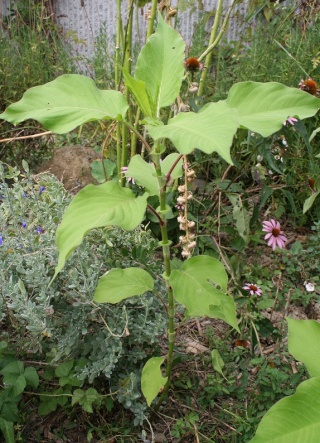 orientalis - Persicaria orientalis (= Polygonum orientale) Img_7911