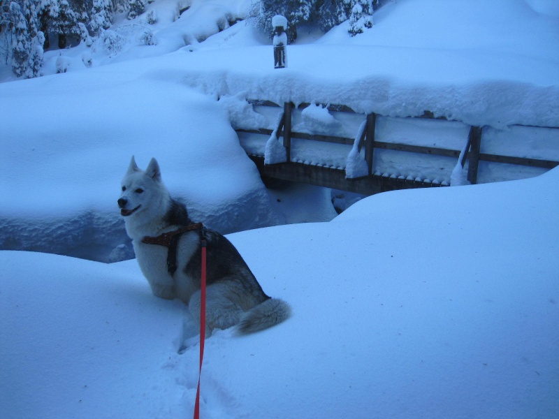 Saskia au vallon de They 1510