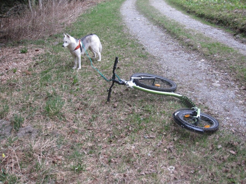 Mon chien tire beaucoup trop pendant les balades...  Saskia11