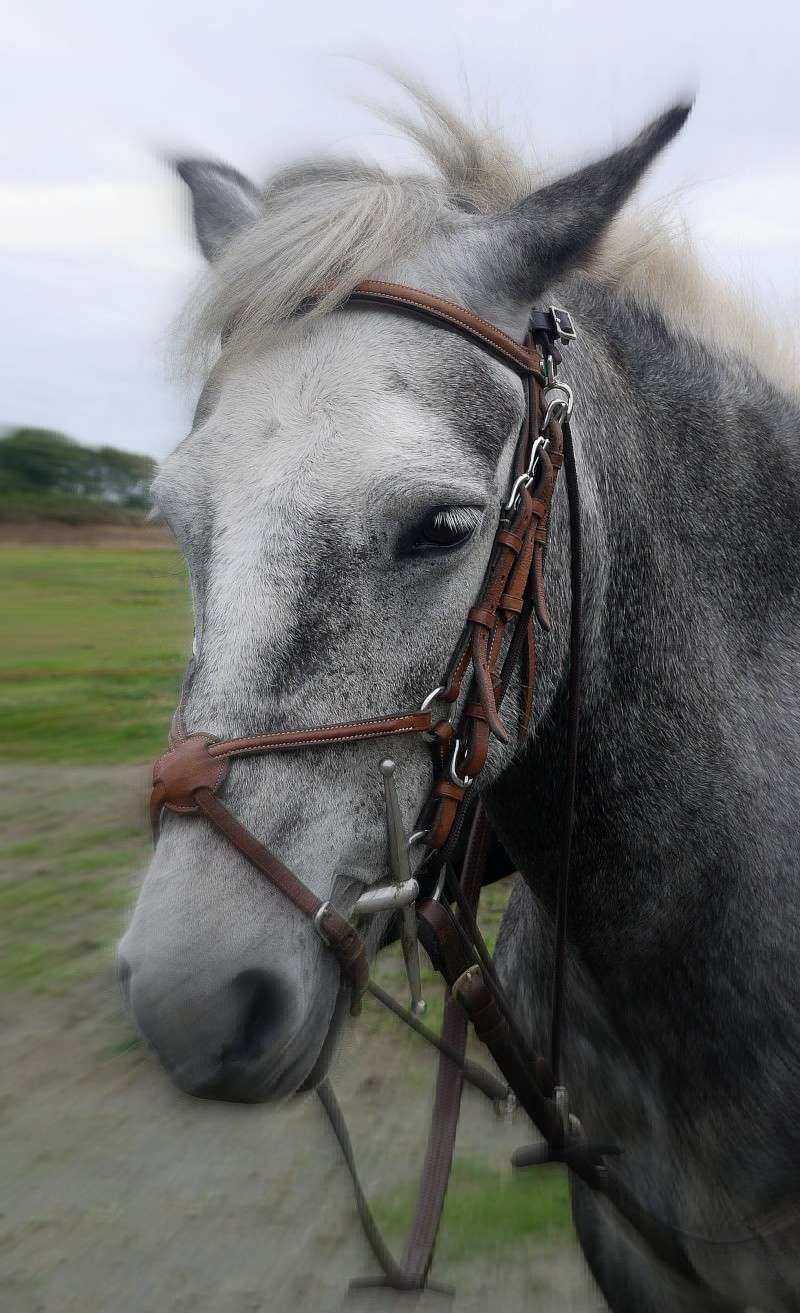 Portrait d'un poney P1060710