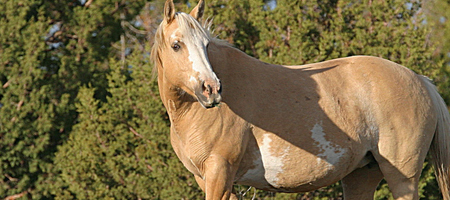 - Mustang Mustan14