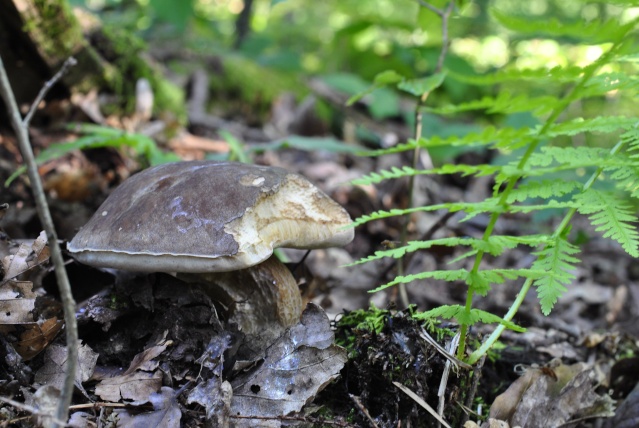 cèpes d'été, amanites, girolles, myxomycètes en vrac _dsc0029