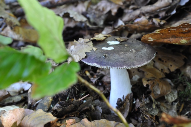 cèpes d'été, amanites, girolles, myxomycètes en vrac _dsc0041