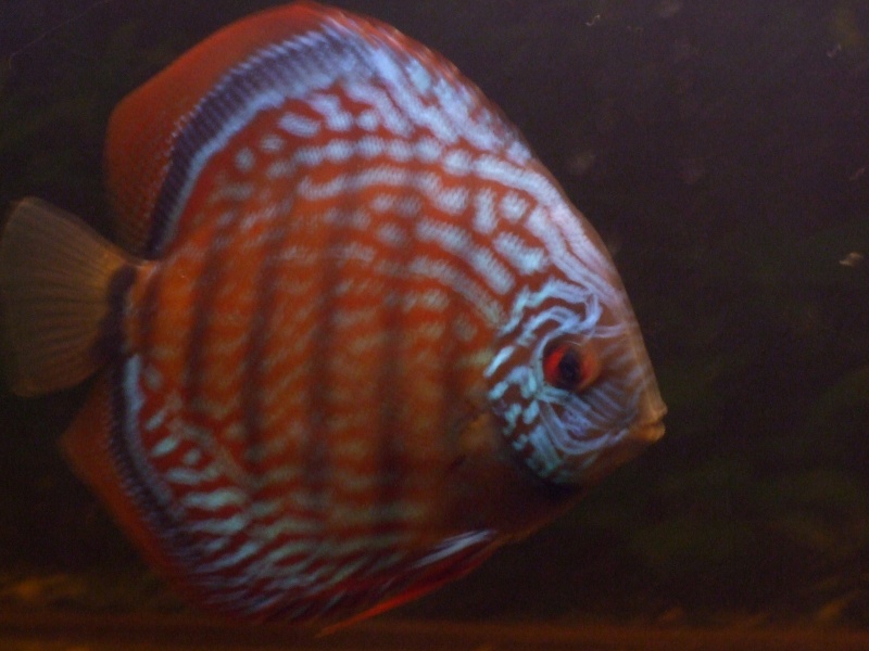 mes discus Dscf0722