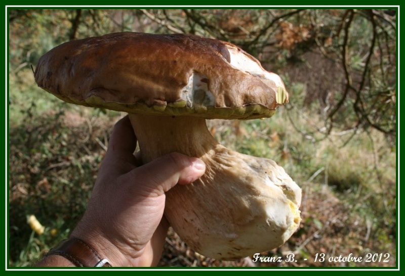 Les champignons , ( girolles , cèpes , morilles ) etc ...  - Page 14 Cepe_110