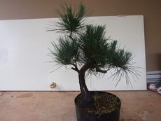 Japanese Black Pine  00210