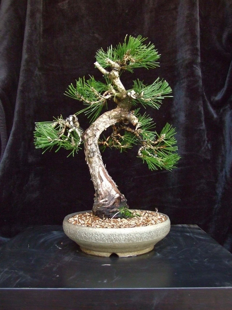 Japanese Black Pine  Pine110